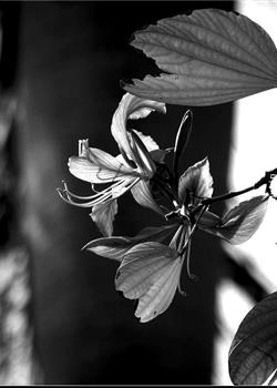 摄影图片紫荆花开黑白