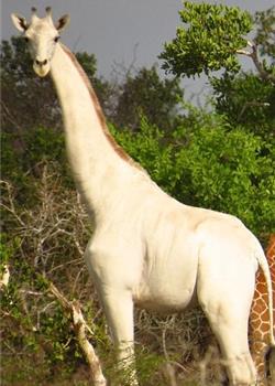 非洲肯尼亚发现一只罕见的纯白长颈鹿